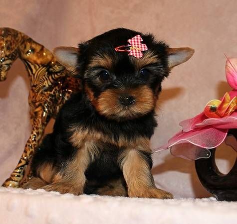 home raised yorkie puppies available