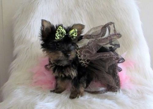 Teacup female yorkie