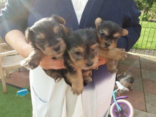 Yorkshire Terrier Puppies for sale in New York, NY, USA. price: $550