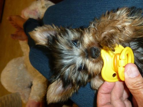 Yorkshire Terrier Puppy