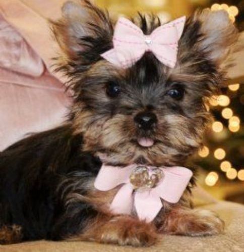 Beautiful Yorkshire Terrier Puppies