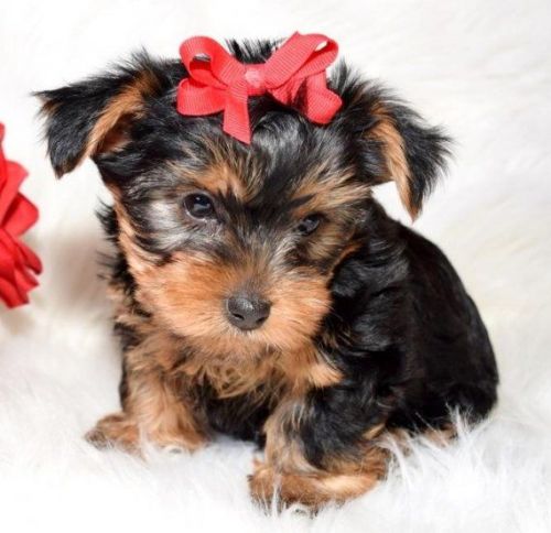 Yorkshire Terrier Pups