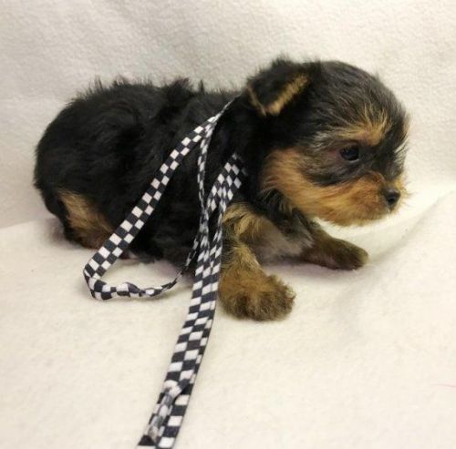Adorable Yorkshire Terrier Puppies.