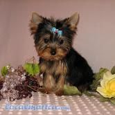 Cute lovely male and female Yorkie puppy for adoption