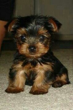 Yorkshire Terrier Puppies for sale in Virginia Beach Blvd, Virginia Beach, VA, USA. price: NA