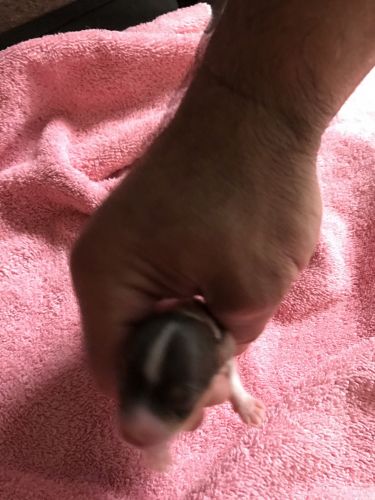 Akc tcup yorkie male partí chocolate color