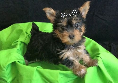 Healthy Yorkshire Terrier puppies For Sale