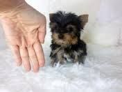 AKC/CKC Registered Tiny Teacup Yorkie Puppies