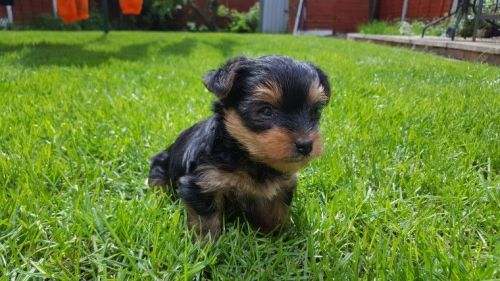 4 Girls 1 Boy Adorable Yorkies