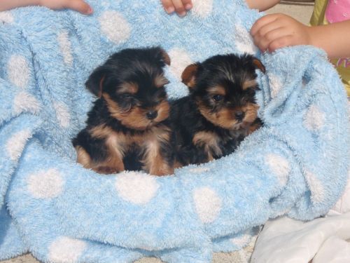 Two adorable 10 week old puppies yorkie (***) ***-***4