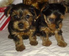 Home raisedYorkshire terrier puppies