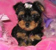 top quality yorkie puppies for free adoption. (*** *** ***4)