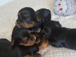 Yorkshire Terrier Puppies
