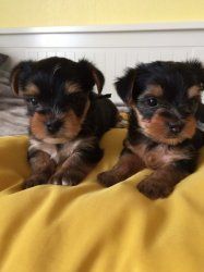 Kc Registered Miniature Yorkshire Terrier Puppies