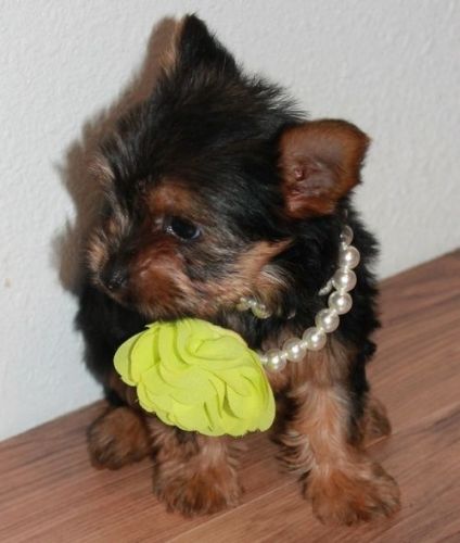 Lovely Yorkie Puppies available for a Lovely Home