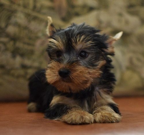 Purebred Yorkshire Terrier Puppies. Text (***) ***-***7