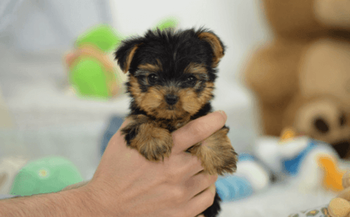 cute little yorkie puppy