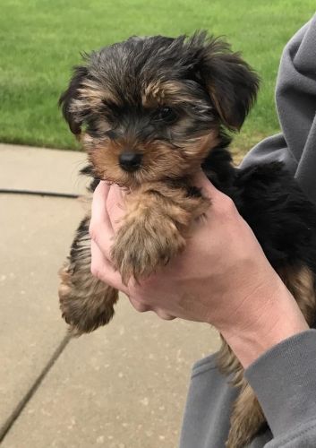 Adorable AKC Yorkshire Terrier Puppies.