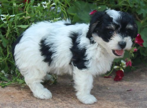 Adorable AKC Yorkshire Terrier Puppies.