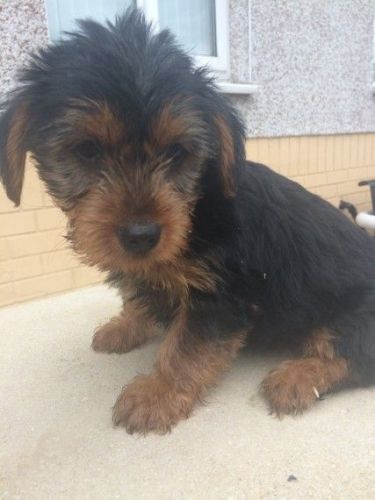 Yorkshire Terrier Puppies