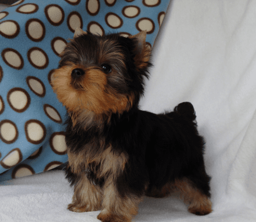 Yorkshire Terrier Puppies for sale in Los Angeles, CA, USA. price: NA