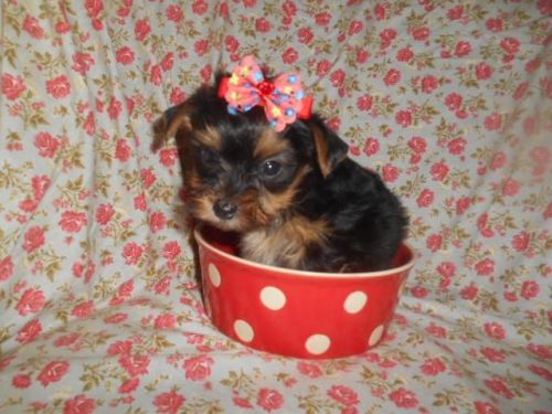 Yorkshire Terrier Puppies for sale in West Bloomfield Township, MI, USA. price: $1,500