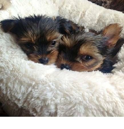 nice trained Adorable yorkie puppies for sale,.