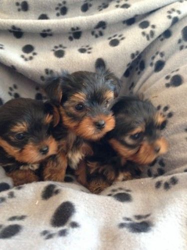 Yorkshire Terrier Cross Chihuahua Puppys For Sale