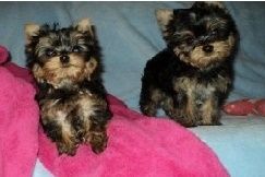 Cute Yorkie Puppies TEXT ***