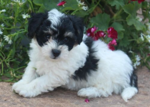 Amazing Yorkshire Terrier Puppies.