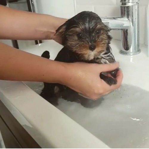 Yorkshire Terrier Puppies for sale in Pennsylvania Ave NW, Washington, DC, USA. price: $400