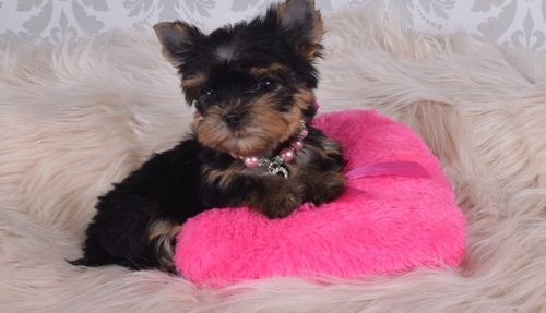 Yorkshire Terrier