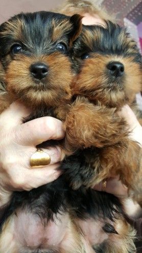 Yorkshire Terrier Puppies (***) ***-***9