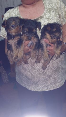 Yorkie puppies