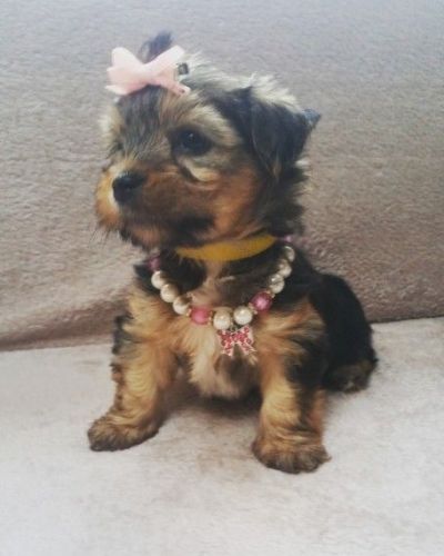 Yorkshire Terrier Puppys