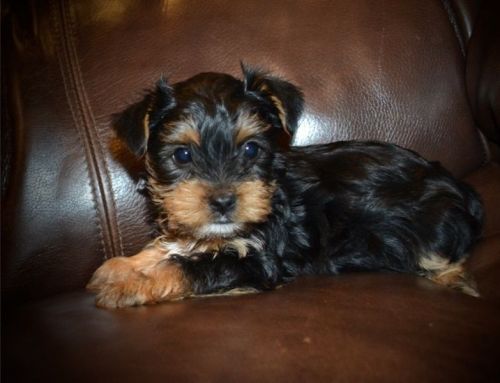 Cute Yorkshire terrier puppies ***