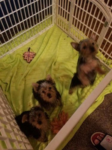 Beautiful Yorkshire Terrier Puppies.