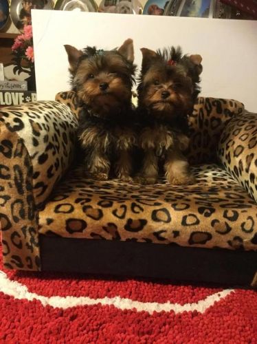 Gorgeous AKC Yorkshire Terrier Puppies.