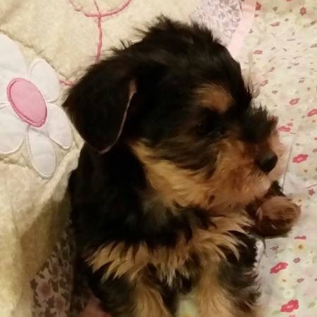 Yorkie Puppies Available Text...(***) ***-***1