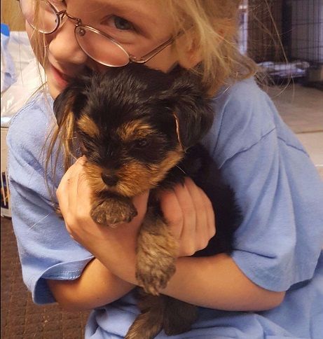 Intelligent Tiny Yorkshire Terrier Puppies