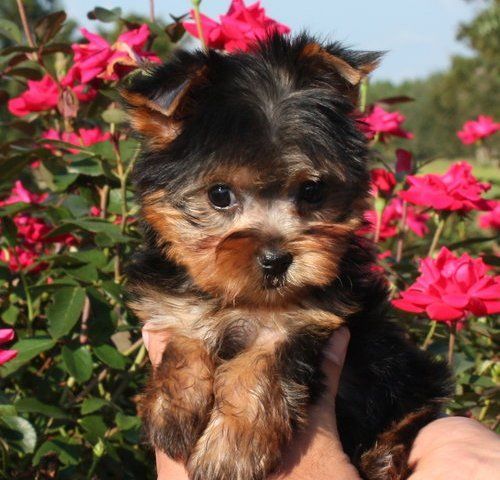 Stunning Yorkie puppies Ready