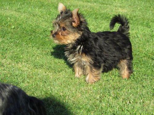 Miniature Yorkshire Terrier Puppys