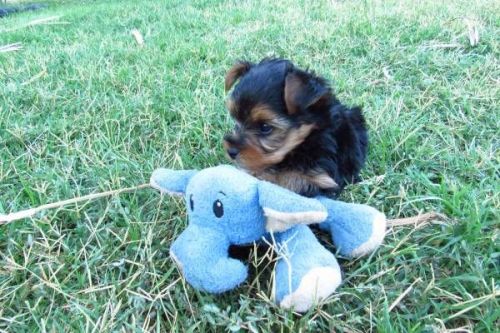 YORKIE PUPPIES