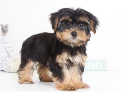 yorkie puppies for sale