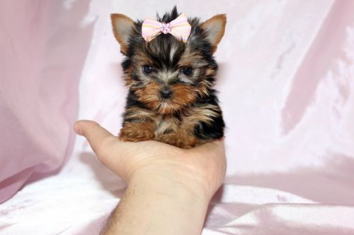 Tiny Teacup & Toy Puppies - Yorkies, Maltese, Poms & more