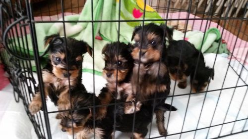 Nicelooking Yorkshire Terrier Puppies.