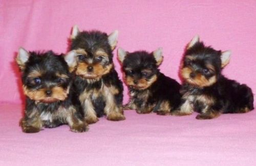 Yorkshire Terrier Puppies for sale in Los Angeles, CA, USA. price: $400