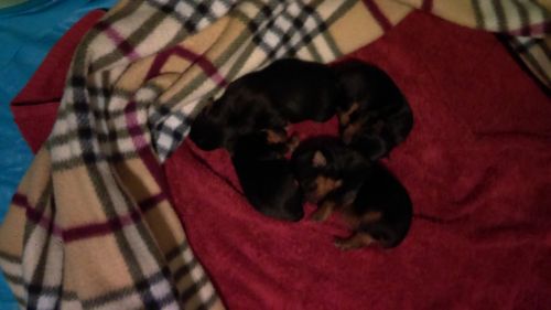 Yorkie puppies for Sale