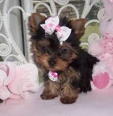 Purebred Tiny Yorkie Puppies