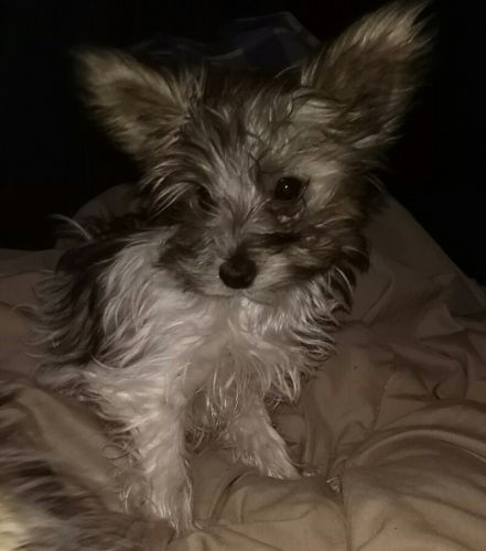 PARTI YORKIE,YORKIE & MIX